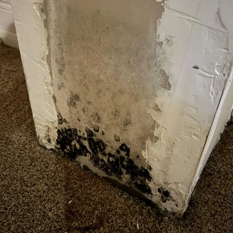 Professional Mold Removal in Boonville, NC